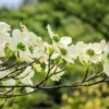 White Dogwood Tree Live Plant - Flowering Dogwood 6-12 Inches