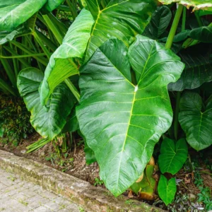 Giant Green Alocasia Live Plants 2 Pack - Indoor House Plant 3-5 Inches
