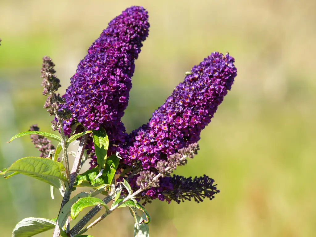 Lo & Behold® 'Dark Knight'