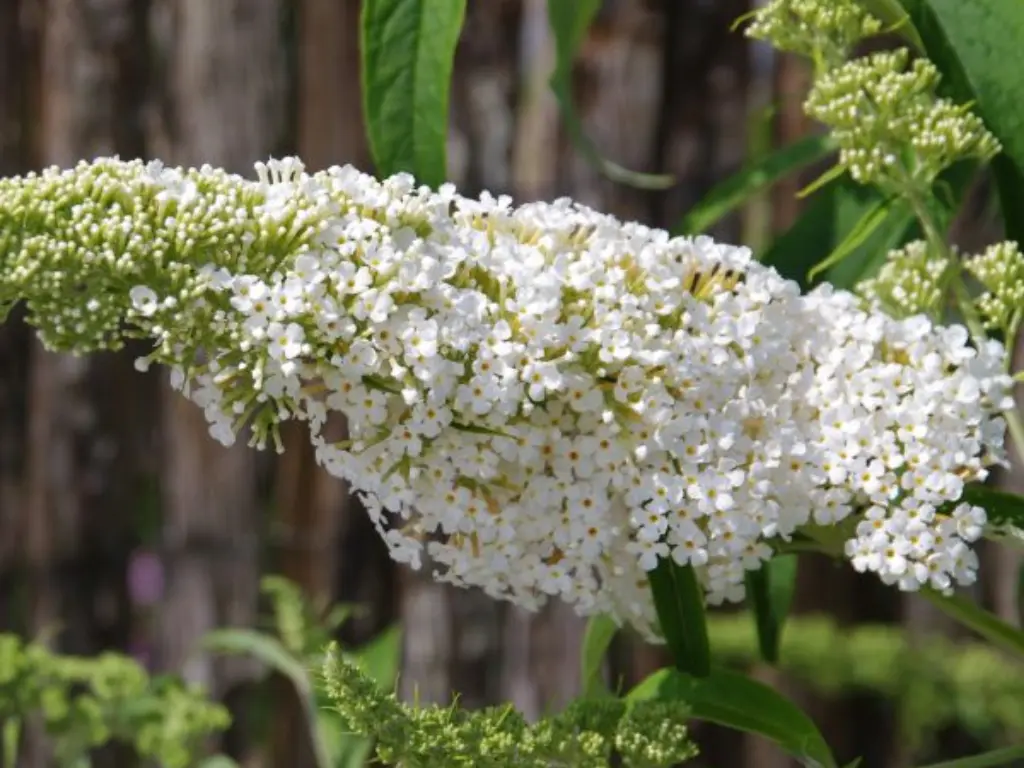 Buzz™ Ivory Butterfly Bush