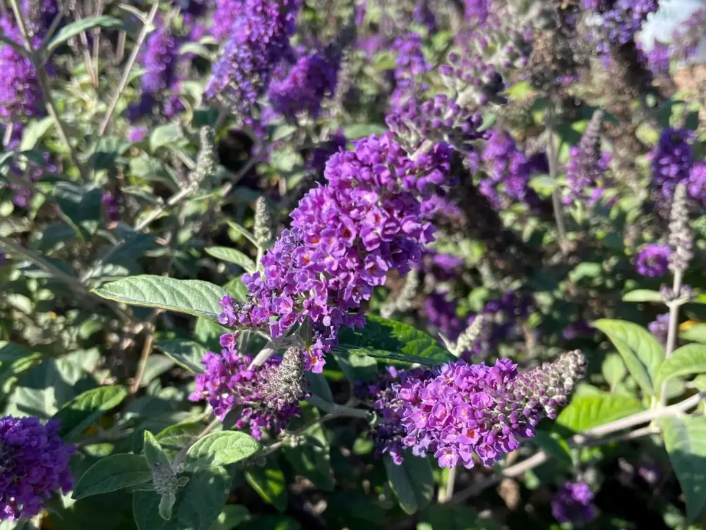 Lo & Behold® 'Blue Chip'