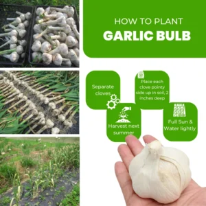 8 Garlic for Planting in Fall Hardneck Softneck, Garlic Bulbs for Planting, Fresh and High Yield Bulb Variety Pack, Hardy and Fast Growing