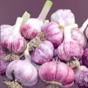 8 Garlic for Planting in Fall Hardneck Softneck, Garlic Bulbs for Planting, Fresh and High Yield Bulb Variety Pack, Hardy and Fast Growing