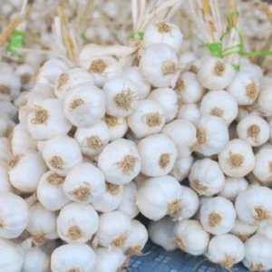 8 Garlic for Planting in Fall Hardneck Softneck, Garlic Bulbs for Planting, Fresh and High Yield Bulb Variety Pack, Hardy and Fast Growing