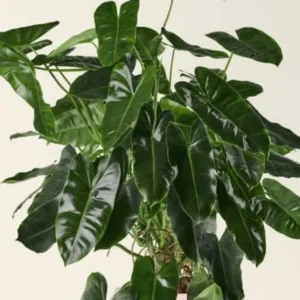2 Rare Philodendron Live Plants Varieties Collection, Philodendron Plants Size 5-9 Inc for Indoor Houseplant Décor, Ornamental Tropical Well-rooted