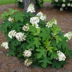 Hydrangea Plant Bush Shrub - Garden Ready Potted Plant