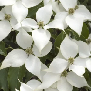 Dogwood Tree - Flowering Tree - Landscape Tree - Potted Tree