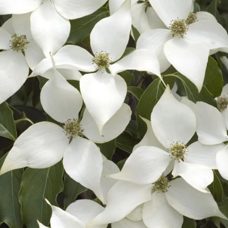 Dogwood Tree - Flowering Tree - Landscape Tree - Potted Tree