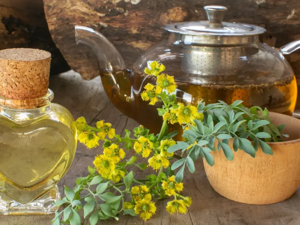 Fresh rue herb with yellow flowers next to rue tea and essential oil.