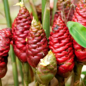 Zingiber Zerumbet Shampoo Ginger Roots - 10 Pack - Awapuhi Hawaiian Ginger Rhizomes