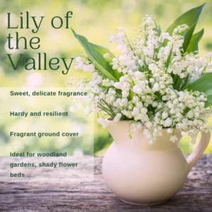 Lily of The Valley Roots - White Flower Bulbs - Indoor Outdoor Planting