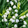 Lily of The Valley Roots - White Flower Bulbs - Indoor Outdoor Planting