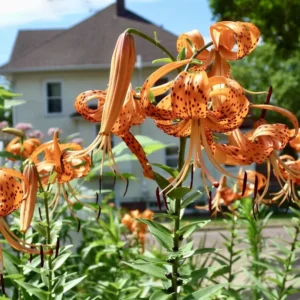 Turk's Cap Lily Roots - 5 Tiger Lily Bulbs - Vibrant Orange Flowering Garden Plants