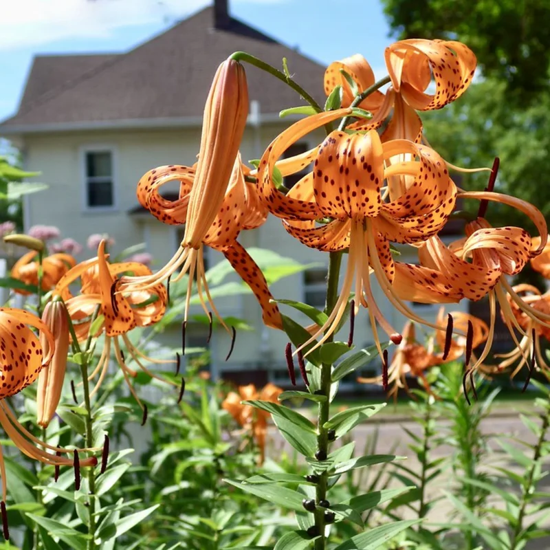 Turk's Cap Lily Roots - 5 Tiger Lily Bulbs - Vibrant Orange Flowering Garden Plants