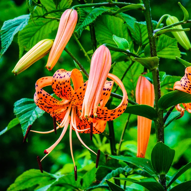 Turk's Cap Lily Roots - 5 Tiger Lily Bulbs - Vibrant Orange Flowering Garden Plants
