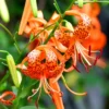 Turks Cap Lily Bulbs - Perennial Tiger Lilies - Garden Borders - Hardy Plants