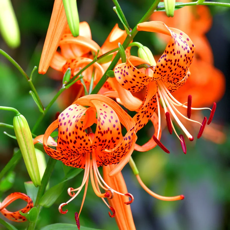 Turks Cap Lily Bulbs - Perennial Tiger Lilies - Garden Borders - Hardy Plants