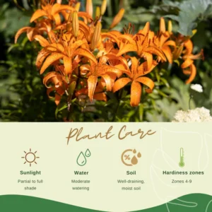 Turks Cap Lily Bulbs - Perennial Tiger Lilies - Garden Borders - Hardy Plants