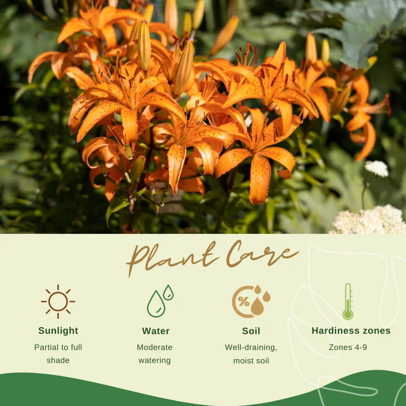 Turks Cap Lily Bulbs - Perennial Tiger Lilies - Garden Borders - Hardy Plants