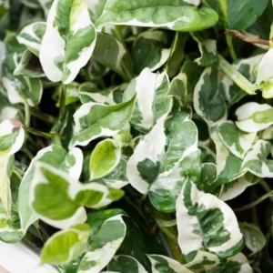 Pothos Plant Live 4'' Pot - Indoor Houseplant Trailing Vine