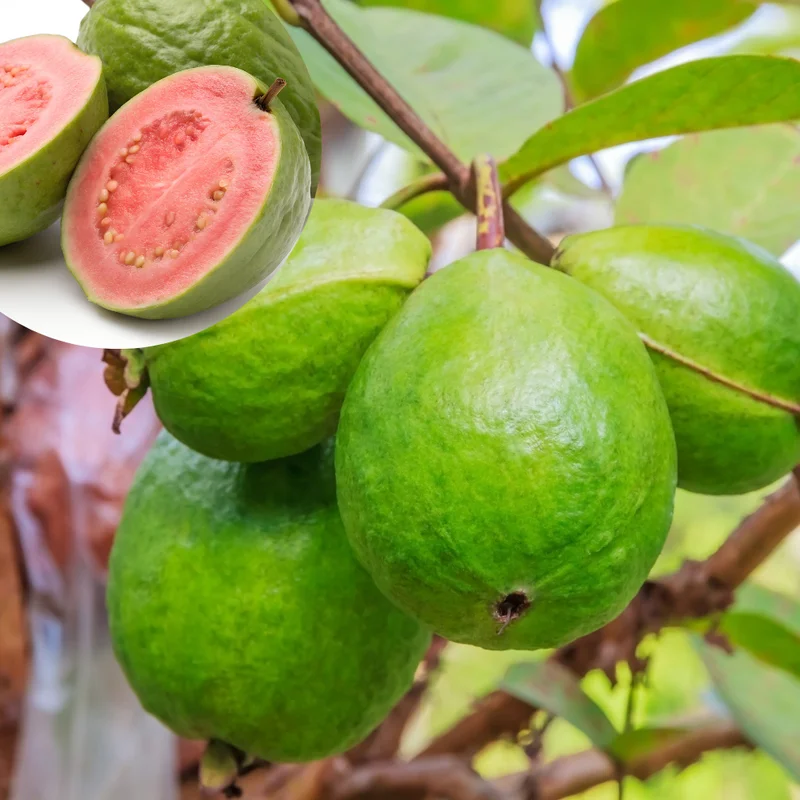 Guava Plant Live Seedling - 4-8 Inch Sweet Tropical Guava Fruit Tree