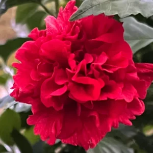 Rose of Sharon Plant Live Althea Hibiscus Bush 6-13