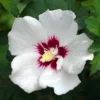 Rose of Sharon Plant Live Althea Hibiscus Bush 6-13" Tall Flowering Plant