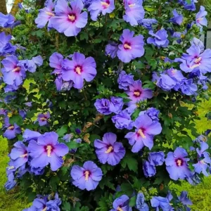 Rose of Sharon Plant Live Althea Hibiscus Bush 6-13