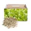 Fragrant Lily of the Valley Bulbs - 10 Pack - Spring Flowers for Shade Gardens