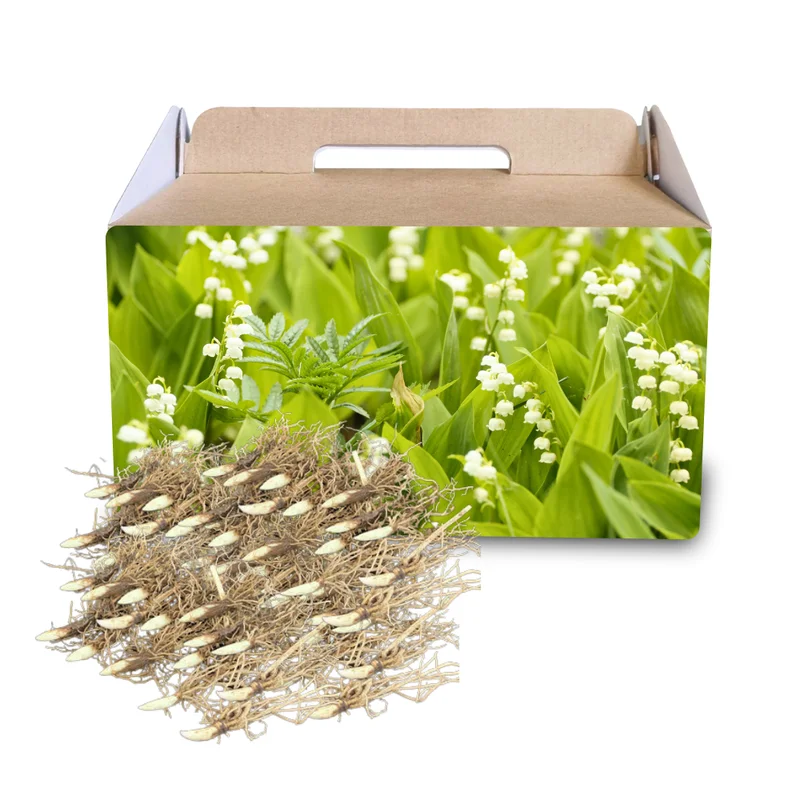 Fragrant Lily of the Valley Bulbs - 10 Pack - Spring Flowers for Shade Gardens