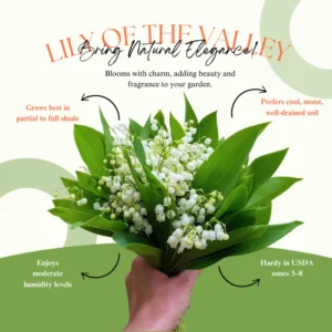 Fragrant Lily of the Valley Bulbs - 10 White Flower Bulbs for Spring Planting