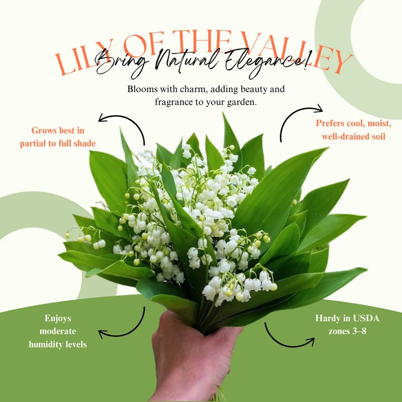 Fragrant Lily of the Valley Bulbs - 10 White Flower Bulbs for Spring Planting