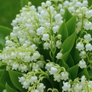 Fragrant Lily of the Valley Bulbs - 10 White Flower Bulbs for Spring Planting