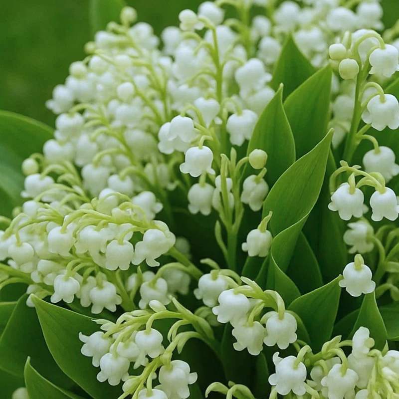 Fragrant Lily of the Valley Bulbs - 10 White Flower Bulbs for Spring Planting