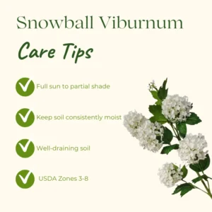 Old Snowball Viburnum Plant Live 4
