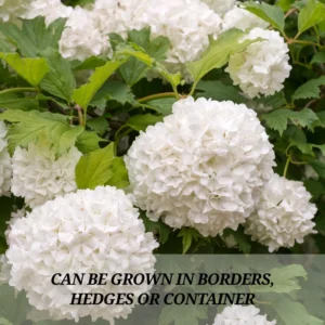 Old Snowball Viburnum Plant Live 4