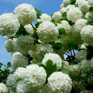 Old Snowball Viburnum Plant Live 4