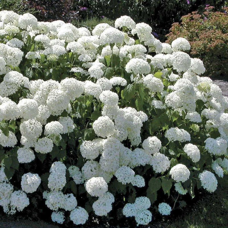 Old Snowball Viburnum Plant Live 4" Pot - White Blooming Shrub - Ready to Grow