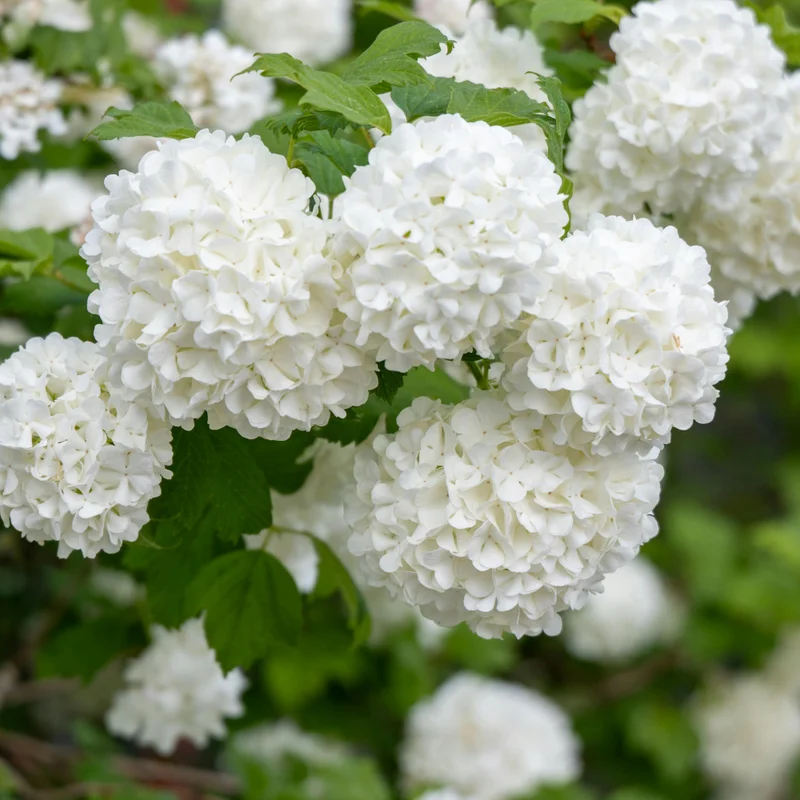 White Blooming Shrub Live Plant 4 Inch Pot Outdoor