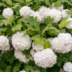 White Blooming Shrub Live Plant 4 Inch Pot Outdoor