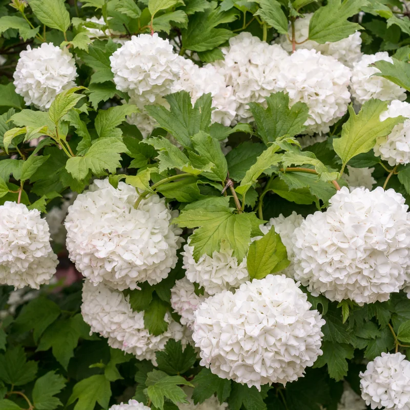 White Blooming Shrub Live Plant 4 Inch Pot Outdoor