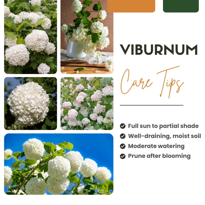 White Blooming Shrub Live Plant 4 Inch Pot Outdoor