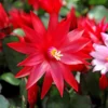 Easter Cactus Plant Live 4-7 Inches - Spring Blooms Indoor Planting