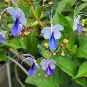 Clerodendrum Wallichii Plants Live Chains of Glory Vine Light Bulbs Plant