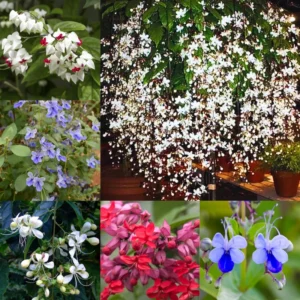 Clerodendrum Wallichii Plants Live Chains of Glory Vine Light Bulbs Plant