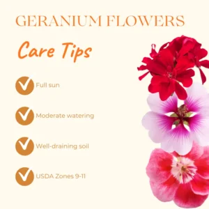 Geranium Plants Live - Hardy Perennial Flowers - Vibrant Blooms - Indoor/Outdoor