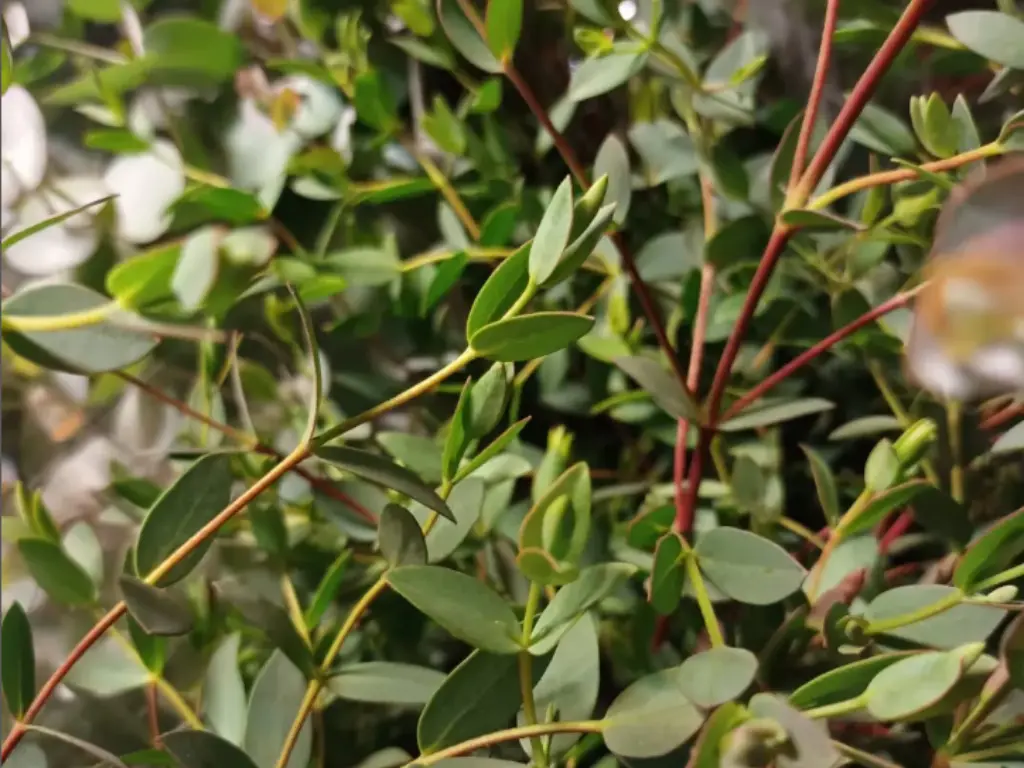 Eucalyptus Parvula (Dwarf Willow Gum)