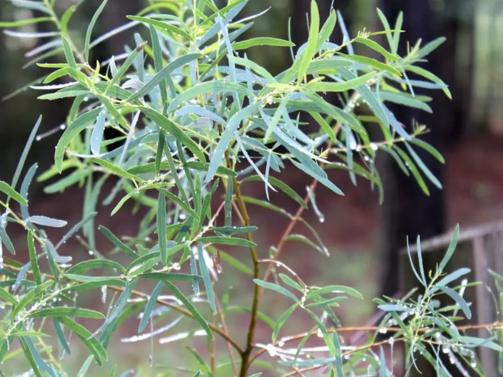 Eucalyptus Nicholii (Peppermint Gum)