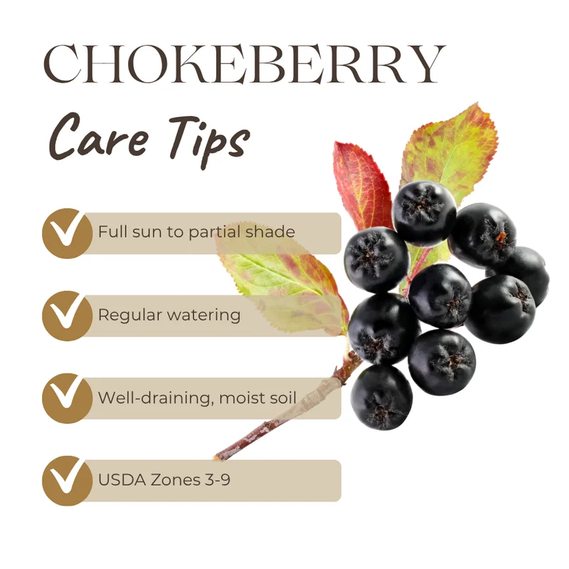Chokeberry Tree Live Plant - Black Aronia Berry Plant - Edible Berry Tree - 6-12 Inches