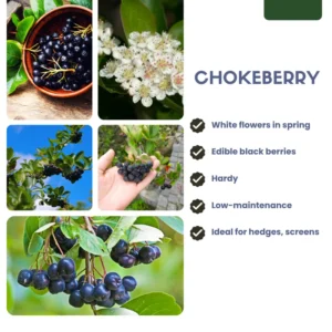 Chokeberry Tree Live Plant - Black Aronia Berry Plant - Edible Berry Tree - 6-12 Inches